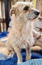 LOTTA, Hund, Mischlingshund in Rumänien - Bild 13