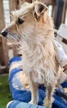 LOTTA, Hund, Mischlingshund in Rumänien - Bild 14