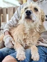 LOTTA, Hund, Mischlingshund in Rumänien - Bild 15