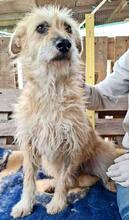 LOTTA, Hund, Mischlingshund in Rumänien - Bild 3