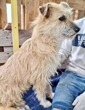 LOTTA, Hund, Mischlingshund in Rumänien - Bild 4