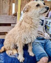 LOTTA, Hund, Mischlingshund in Rumänien - Bild 6