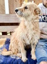 LOTTA, Hund, Mischlingshund in Rumänien - Bild 7