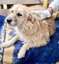 LOTTA, Hund, Mischlingshund in Rumänien - Bild 9