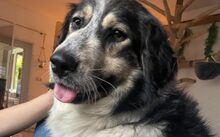 MONDA, Hund, Mischlingshund in Sottrum - Bild 1