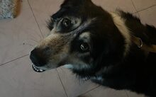 MONDA, Hund, Mischlingshund in Sottrum - Bild 2