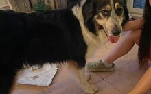 MONDA, Hund, Mischlingshund in Sottrum - Bild 3