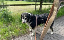 MONDA, Hund, Mischlingshund in Sottrum - Bild 4