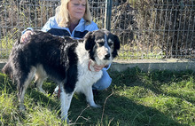 MONDA, Hund, Mischlingshund in Sottrum - Bild 5