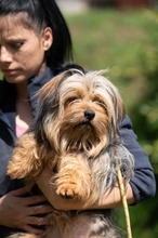 CHURCHILL, Hund, Yorkshire Terrier in Ungarn - Bild 1