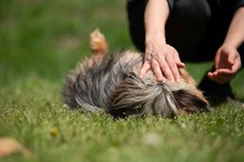 CHURCHILL, Hund, Yorkshire Terrier in Ungarn - Bild 10