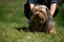 CHURCHILL, Hund, Yorkshire Terrier in Ungarn - Bild 11