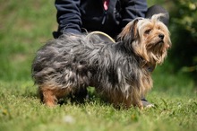 CHURCHILL, Hund, Yorkshire Terrier in Ungarn - Bild 12