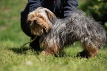 CHURCHILL, Hund, Yorkshire Terrier in Ungarn - Bild 13