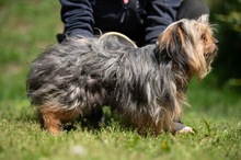 CHURCHILL, Hund, Yorkshire Terrier in Ungarn - Bild 14