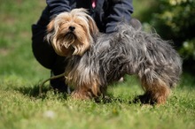 CHURCHILL, Hund, Yorkshire Terrier in Ungarn - Bild 2