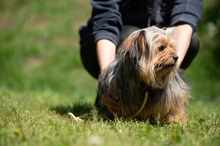 CHURCHILL, Hund, Yorkshire Terrier in Ungarn - Bild 3