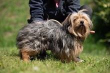 CHURCHILL, Hund, Yorkshire Terrier in Ungarn - Bild 4
