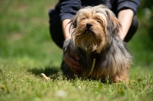 CHURCHILL, Hund, Yorkshire Terrier in Ungarn - Bild 5