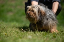 CHURCHILL, Hund, Yorkshire Terrier in Ungarn - Bild 6