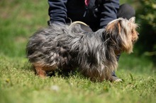 CHURCHILL, Hund, Yorkshire Terrier in Ungarn - Bild 7