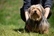 CHURCHILL, Hund, Yorkshire Terrier in Ungarn - Bild 8