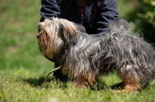 CHURCHILL, Hund, Yorkshire Terrier in Ungarn - Bild 9