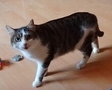 GRUNPY, Katze, Europäisch Kurzhaar in Küssaberg - Bild 1