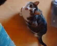 GRUNPY, Katze, Europäisch Kurzhaar in Küssaberg - Bild 2