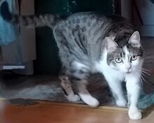 GRUNPY, Katze, Europäisch Kurzhaar in Küssaberg - Bild 3