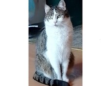 GRUNPY, Katze, Europäisch Kurzhaar in Küssaberg - Bild 4