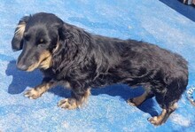 TOTTO, Hund, Dackel in Reutlingen - Bild 1