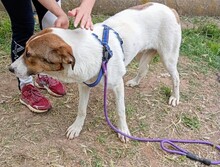 KINGPM, Hund, Mischlingshund in Griechenland - Bild 4