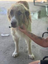 FOSFORITO, Hund, spanischer Mastiff Mischling in Spanien - Bild 2