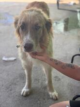 FOSFORITO, Hund, spanischer Mastiff Mischling in Spanien - Bild 3