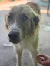 FOSFORITO, Hund, spanischer Mastiff Mischling in Spanien - Bild 4