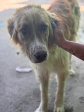 FOSFORITO, Hund, spanischer Mastiff Mischling in Spanien - Bild 5