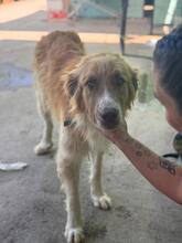 FOSFORITO, Hund, spanischer Mastiff Mischling in Spanien - Bild 6