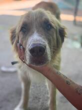 FOSFORITO, Hund, spanischer Mastiff Mischling in Spanien - Bild 8