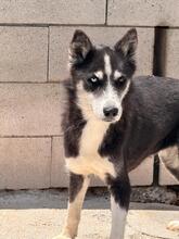 ALASKA, Hund, Sibirischer Husky in Spanien - Bild 1