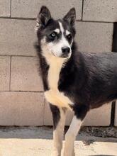 ALASKA, Hund, Sibirischer Husky in Spanien - Bild 2