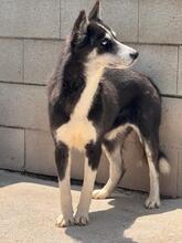 ALASKA, Hund, Sibirischer Husky in Spanien - Bild 3
