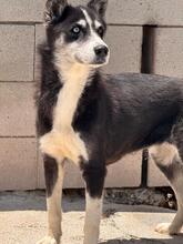 ALASKA, Hund, Sibirischer Husky in Spanien - Bild 4