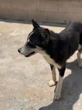 ALASKA, Hund, Sibirischer Husky in Spanien - Bild 5