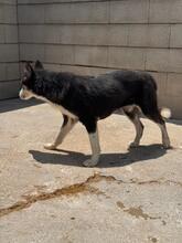 ALASKA, Hund, Sibirischer Husky in Spanien - Bild 6