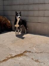 ALASKA, Hund, Sibirischer Husky in Spanien - Bild 7