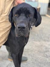 CHANTAL, Hund, Deutsche Dogge in Spanien - Bild 1