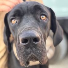 CHANTAL, Hund, Deutsche Dogge in Spanien - Bild 2
