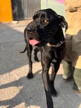 CHANTAL, Hund, Deutsche Dogge in Spanien - Bild 3