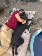 CHANTAL, Hund, Deutsche Dogge in Spanien - Bild 4